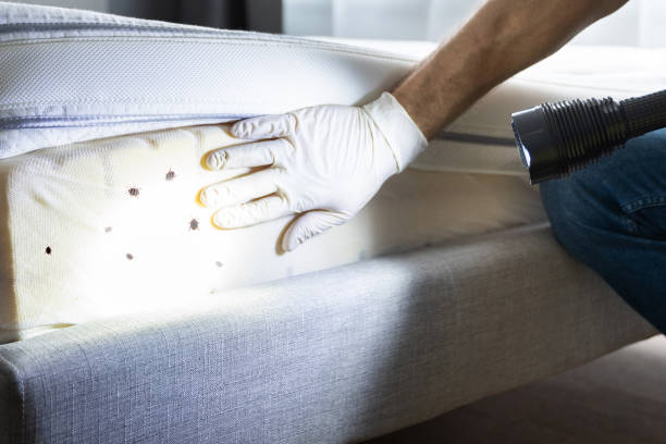 Best Ant Control Services  in Millersport, OH
